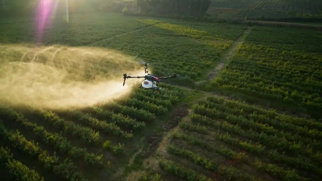 XAG P150 Max spray drone applying a fine mist over rose crop rows during golden hour in a large field.