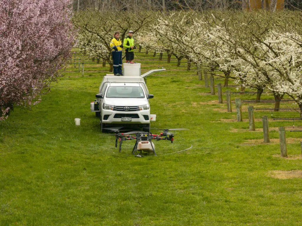 XAG P150 operating in a flowering orchard, with two operators standing on a utility vehicle controlling the drone during orchard spraying.