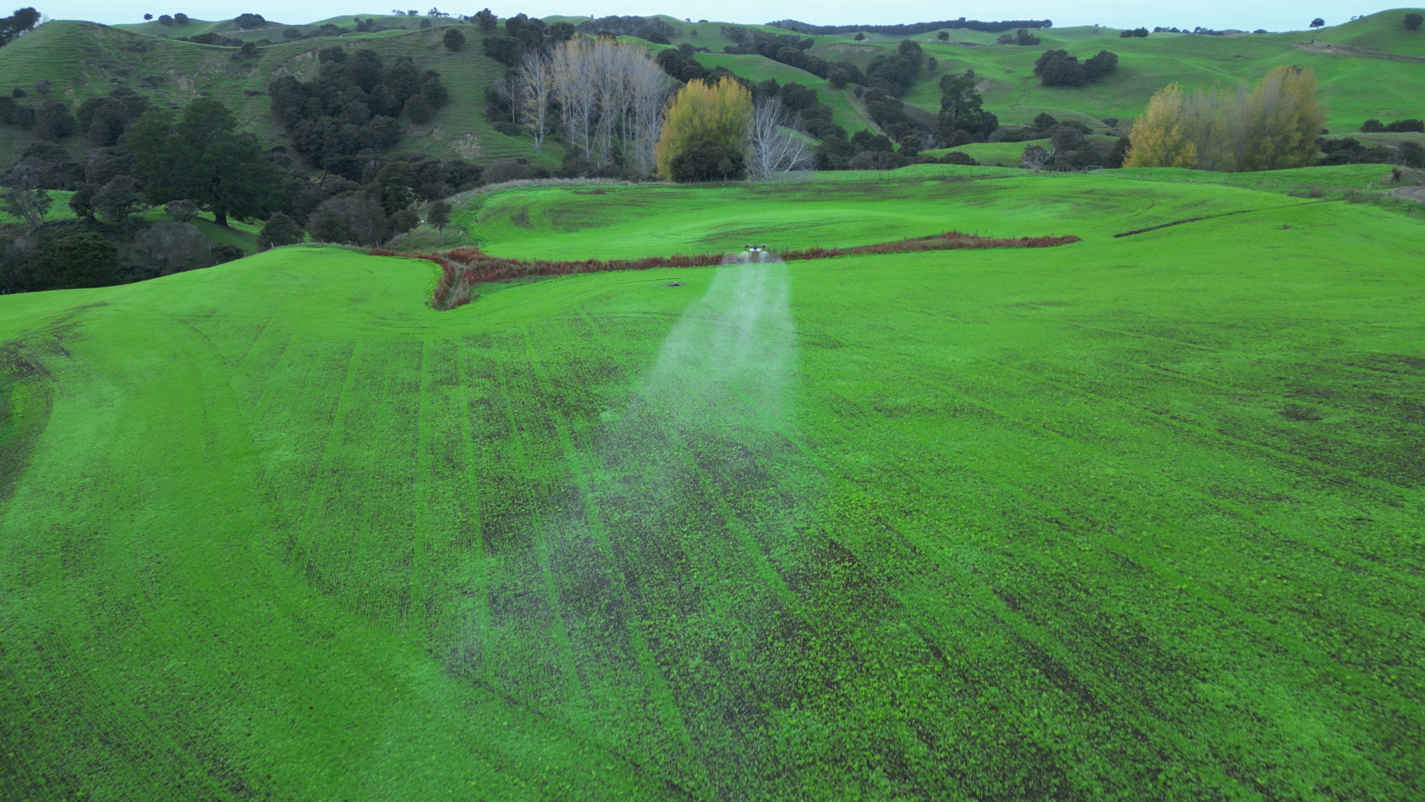 New Grass Spraying