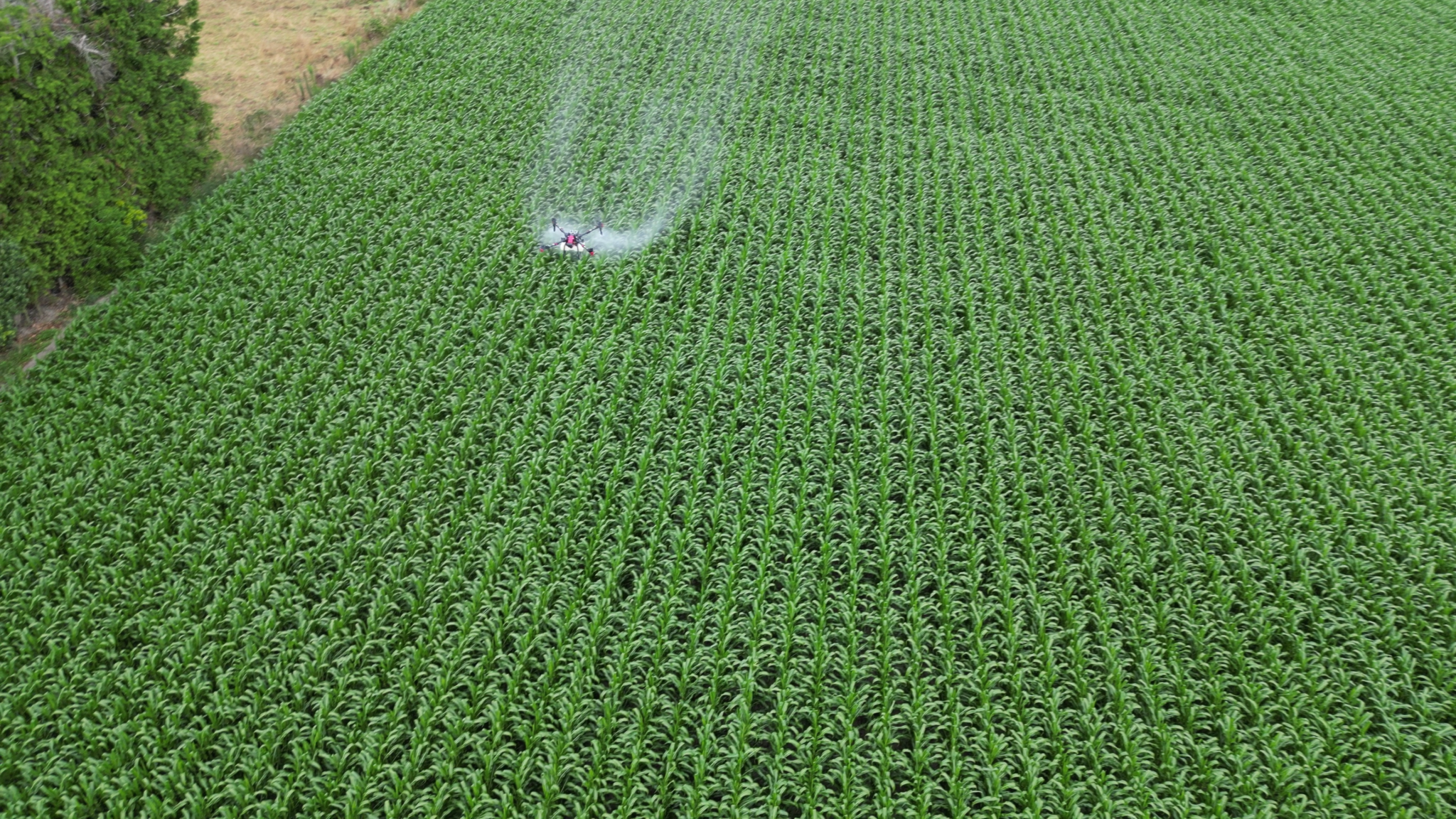 Maize Fungicide