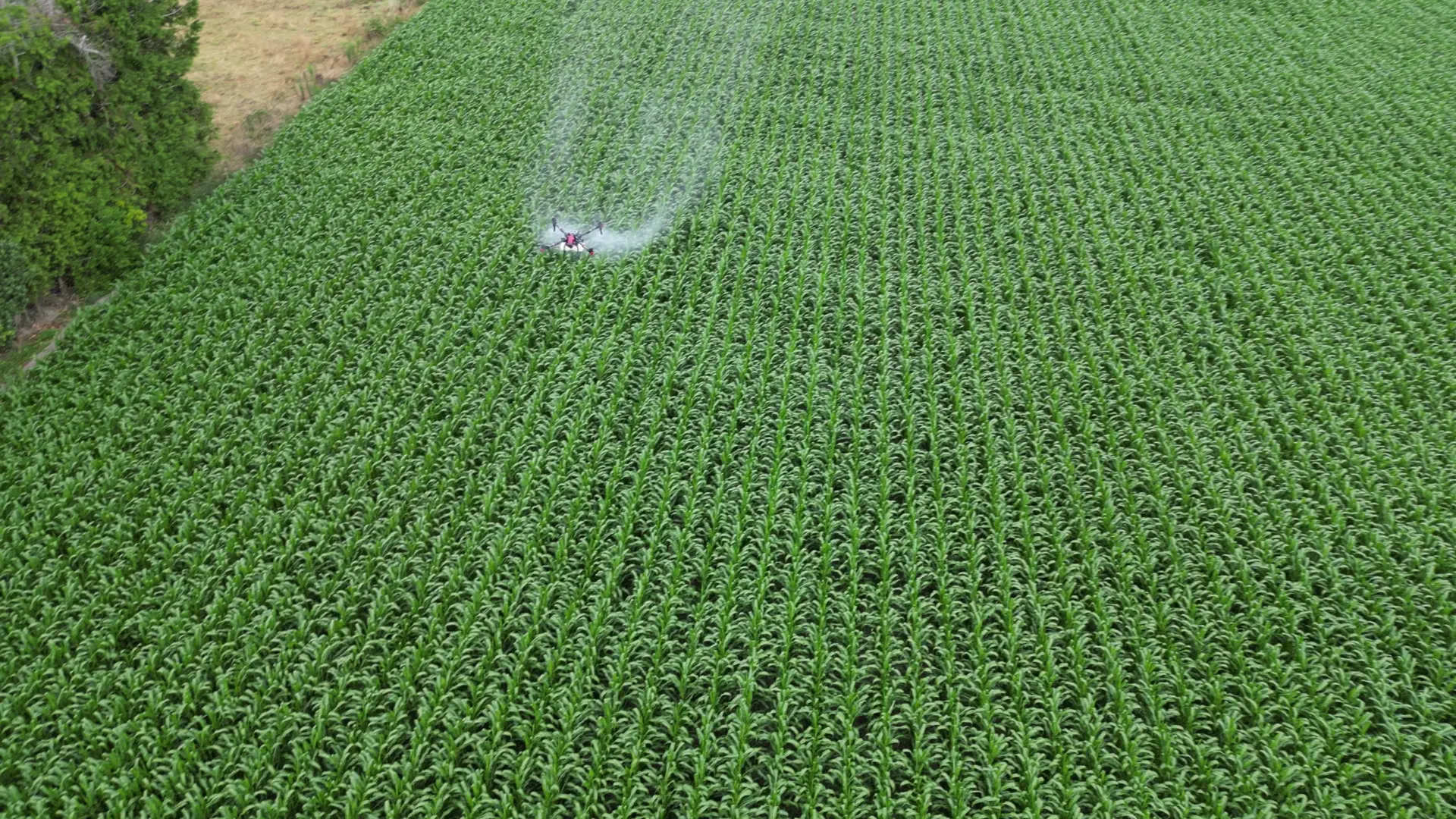 Maize Fungicide with XAG drone