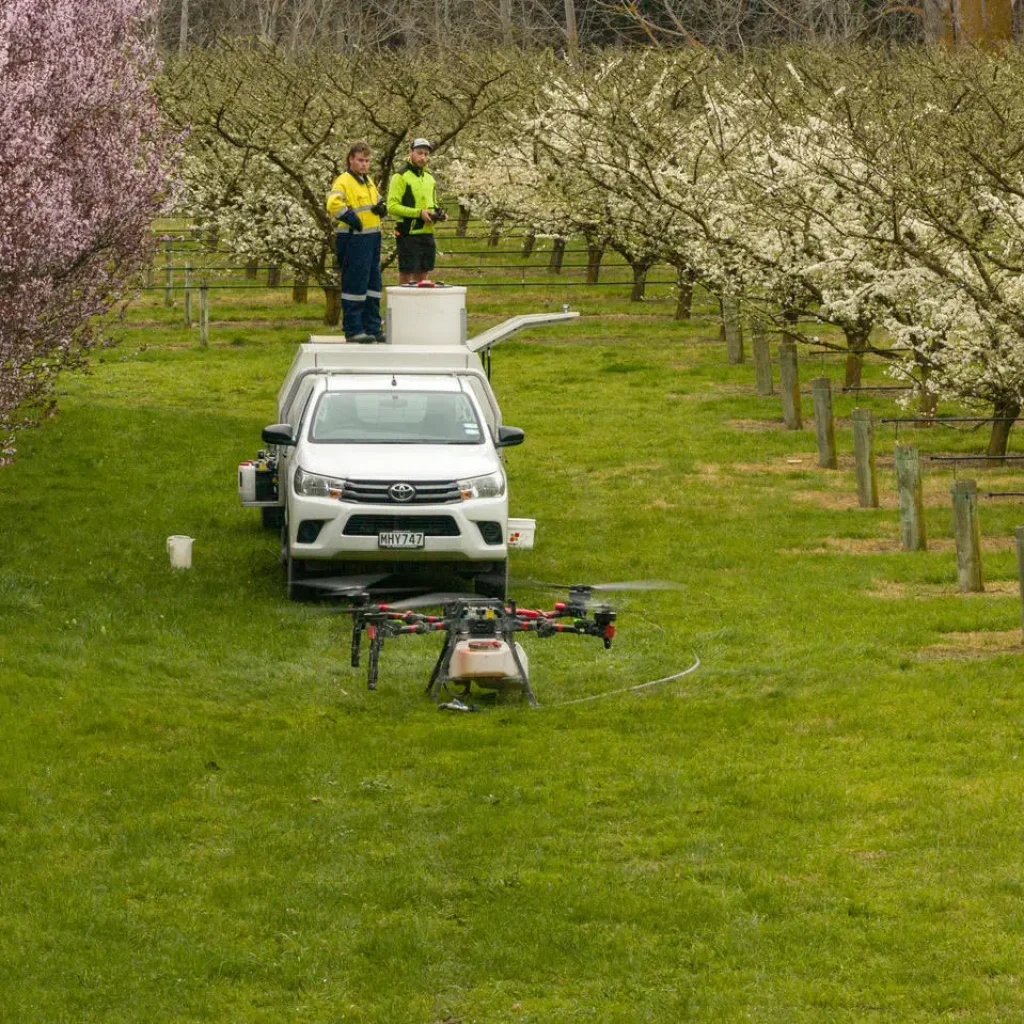 XAG P150 operating in a flowering orchard, with two operators standing on a utility vehicle controlling the drone during orchard spraying.